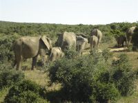 Afrikaanse olifanten op zoek naar voedsel(Zuid Afrika)