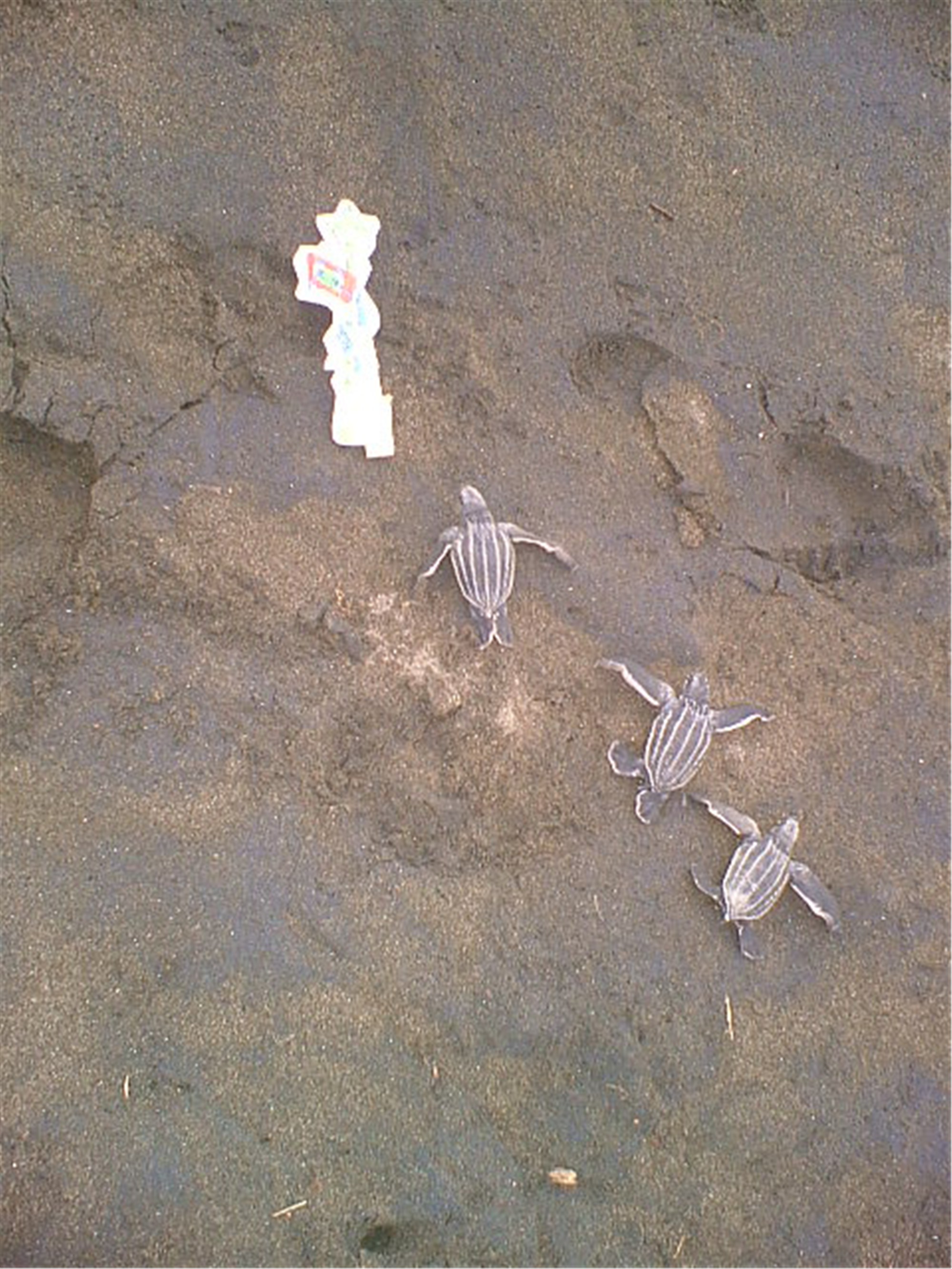 Drie schildpadjes op strand.jpg