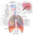 Ademhalingsstelsel 2.jpg