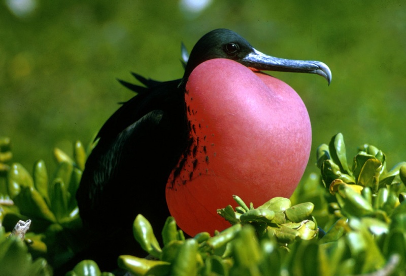 Bestand:Fregatvogel.jpg