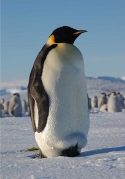 Pinguïn.jpg
