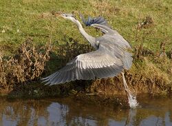 Blauwe reiger.jpg