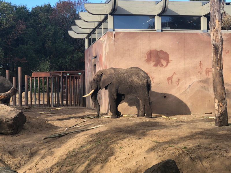 Bestand:Afrikaanse olifant.jpg