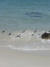 Pinguins zwemmend voor de kust van Zuid Afrika( Kaap de Goede Hoop