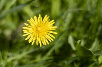 VOORBEELD groot diafragma paardenbloem.jpg