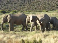 Afrikaanse babyolifant trompettert(Zuid Afrika)