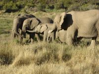 Afrikaanse olifanten spelen met elkaar(Zuid-Afrika)