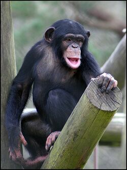 Chimpansee.jpg