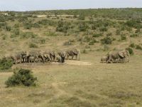 Afrikaanse olifanten drinken een poel leeg(Zuid Afrika)