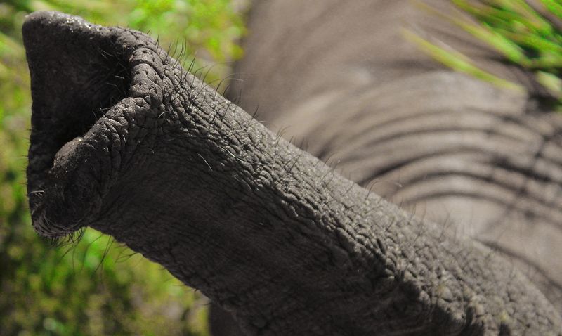 Bestand:Elephant-trunk-3373766 1280.jpg