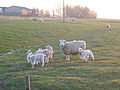 Miniatuurafbeelding voor de versie van 29 mrt 2007 17:21