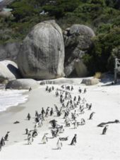 Pinguins op het strand van Zuid Afrika( Kaap de Goede Hoop