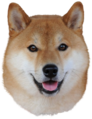 Shiba inu taiki.png