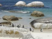Penguins voor de kust van Zuid Afrika
